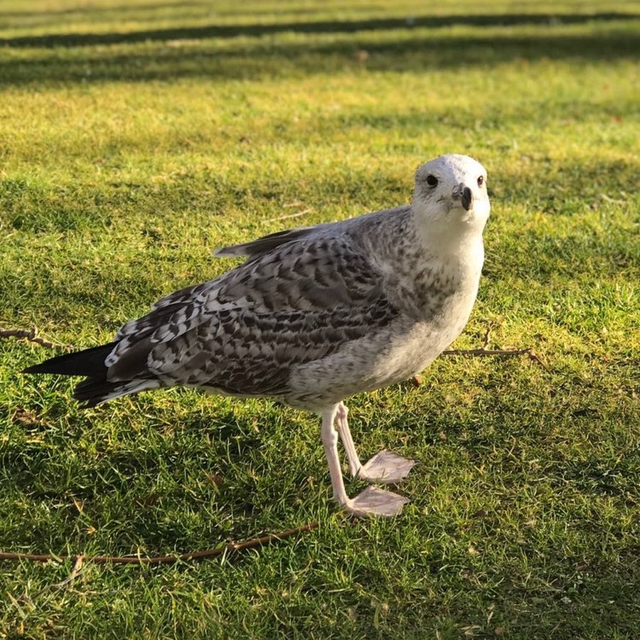 AN66SAzGbV-yqXb6gAOpAX66vBYr6Vcpbl7gzmAU7w=s900-mo-c-c0xffffffff-rj-k-no