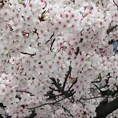 滝 桜
