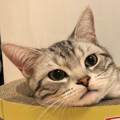 SUSHI cat SUKIYAKI