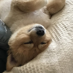 モンセグ動画出してます