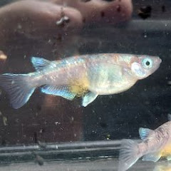 チャンネルのほほん