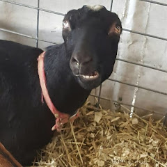 トレチャンネル