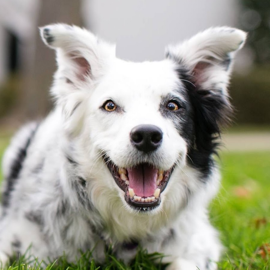 douglas chase border collie