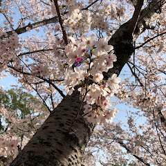 コハロー
