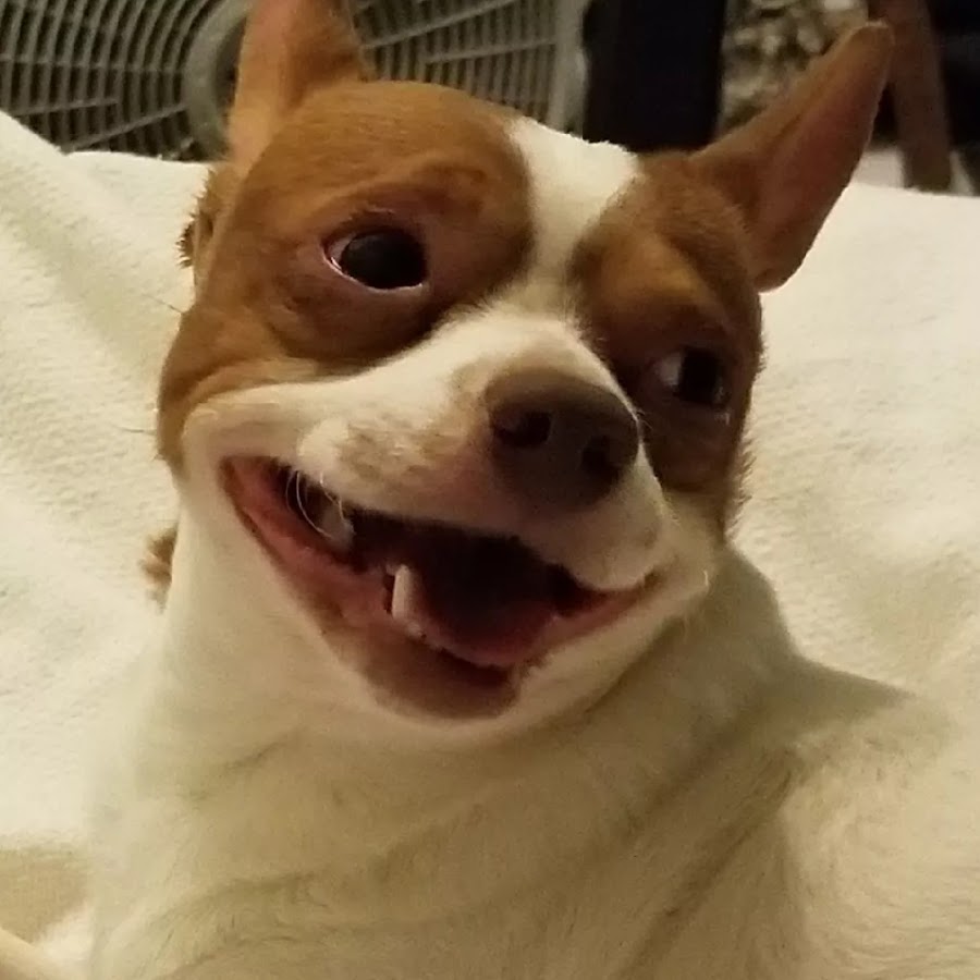 Doggo - YouTube