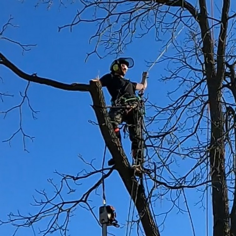 Treemuggs