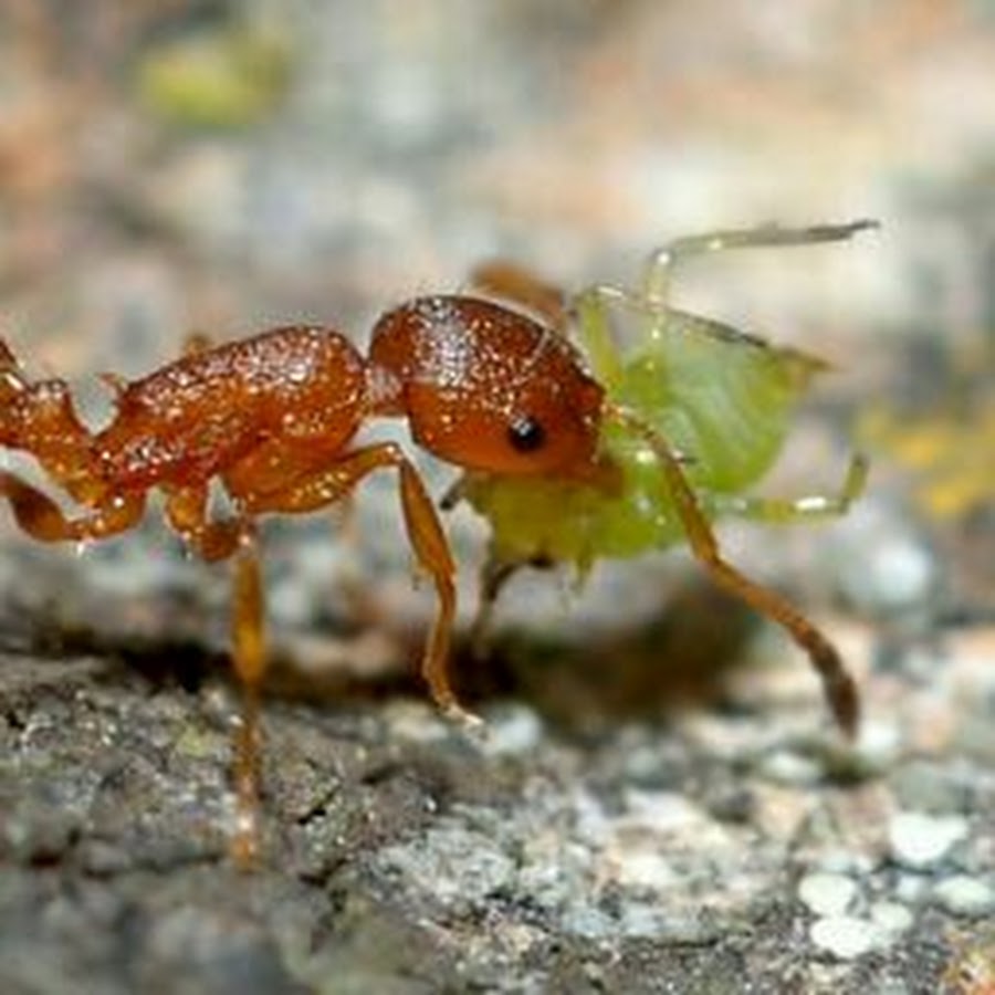 Тля рыжий муравей тип биотических отношений. Муравьи Temnothorax unifasciatus. Муравьи темноторакс унифасциатус. Темноторакс муравьи матка. Leptothorax muscorum.
