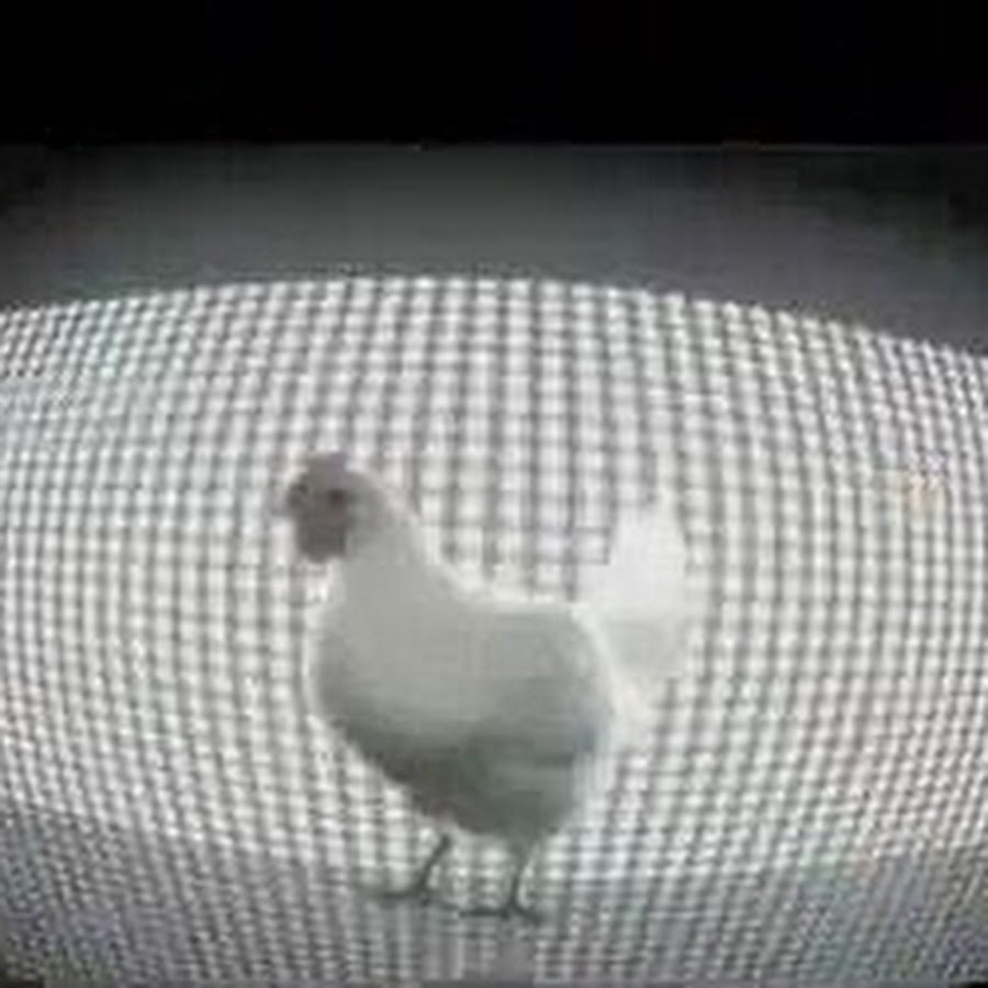 Курица песня слушать