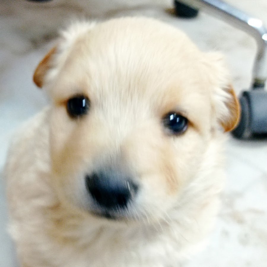 Showmasterokda. Showmasterokda. Showmasterokda. Showmasterokda. Showmasterokda.