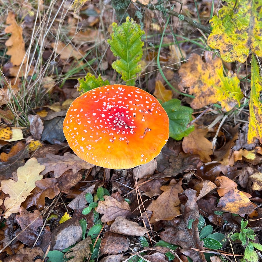 Прямой Эфир - YouTube