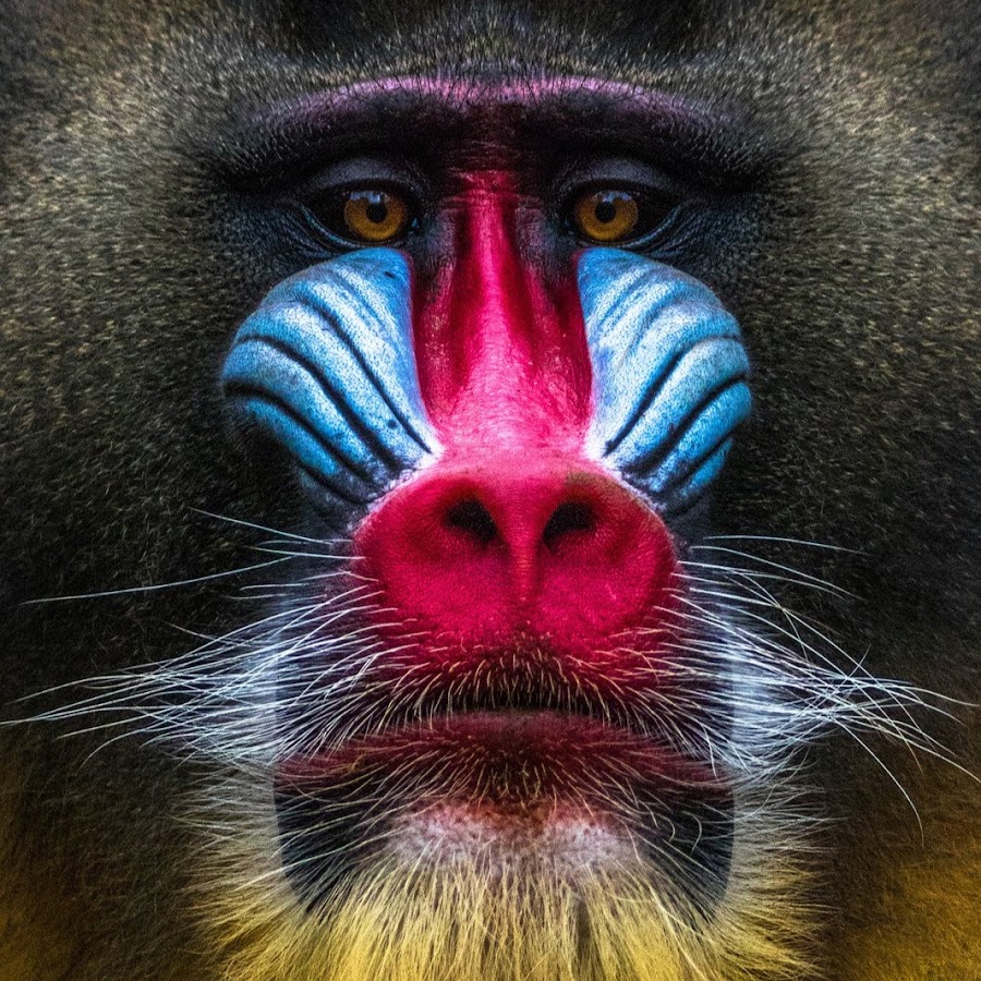 Обезьяна с разноцветной мордой. Обезьяна с разноцветным лицом. Обезьяны рода мандрилы. Мандрил арт
