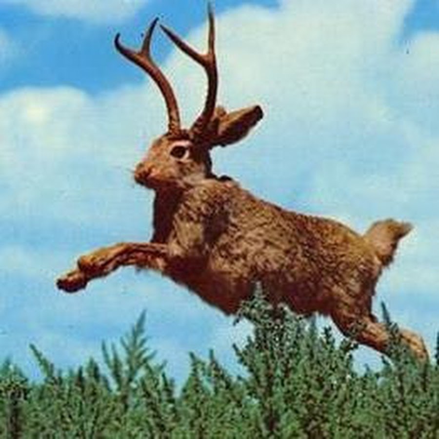 Jackalope YouTube