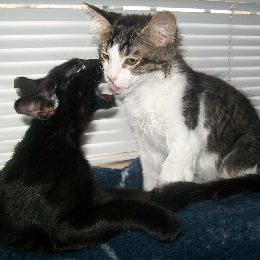 Krazy4Kats48 - YouTube