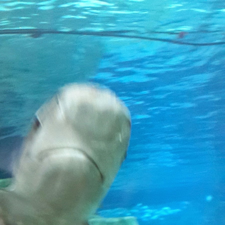 Kopek Balığı - YouTube