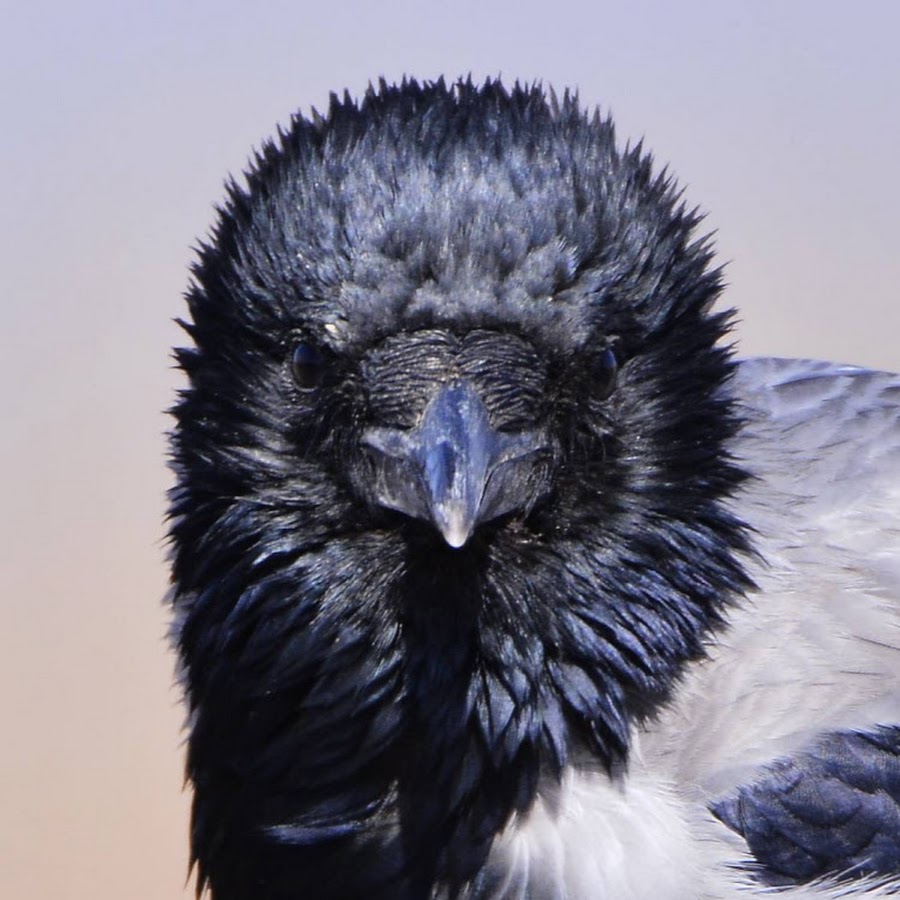 "говорящий ворон". вороны ютуб. маска ворона. черный ворон фото. клипарт ворона на воротах.