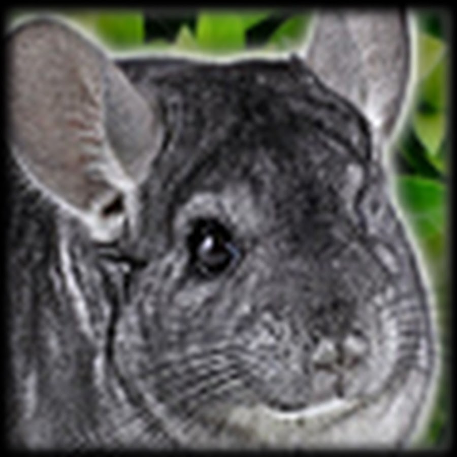 Gaming Chinchilla YouTube