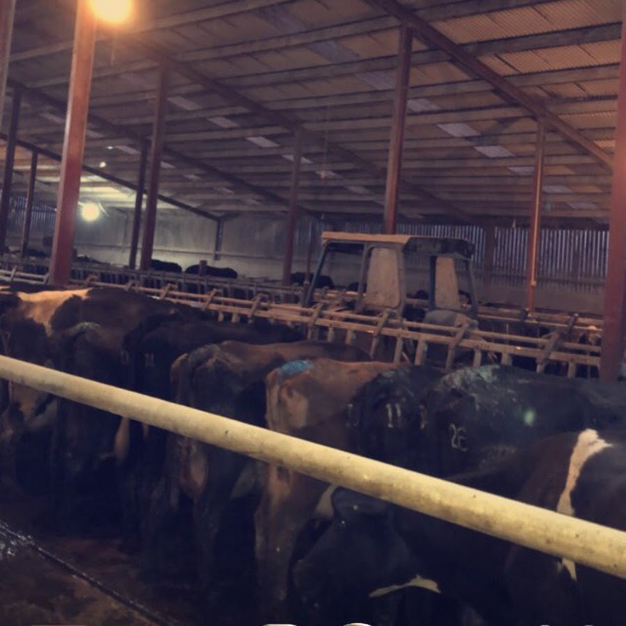 Wilson farms YouTube