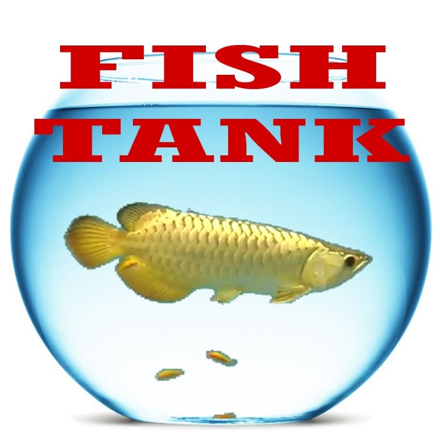 Fish Aquatic Pets YouTube