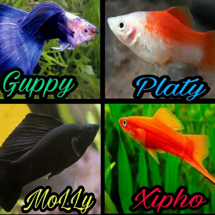 Guppy,Plati Molly,Xipho et Combattant - YouTube