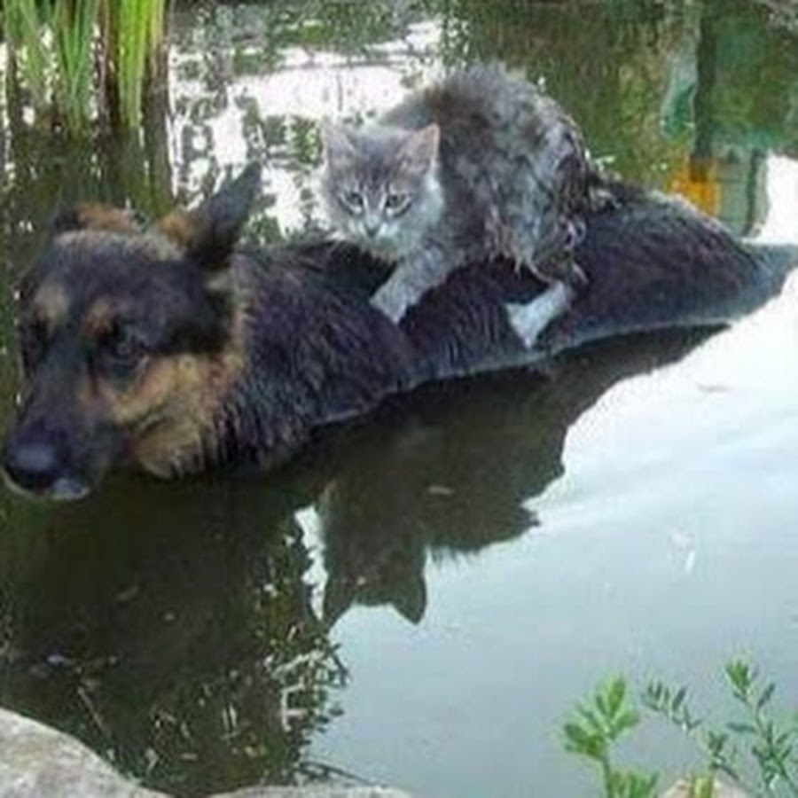 Друг в беде не бросит лишнего не спросит. Друзья никогда не бросят в беде. Друг бросил в беде. Друг в беде не бросит лишнего не спросит. Друзья никогда не бросят в беде.