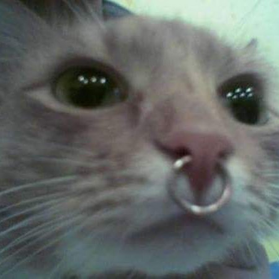 Paty Katze 
