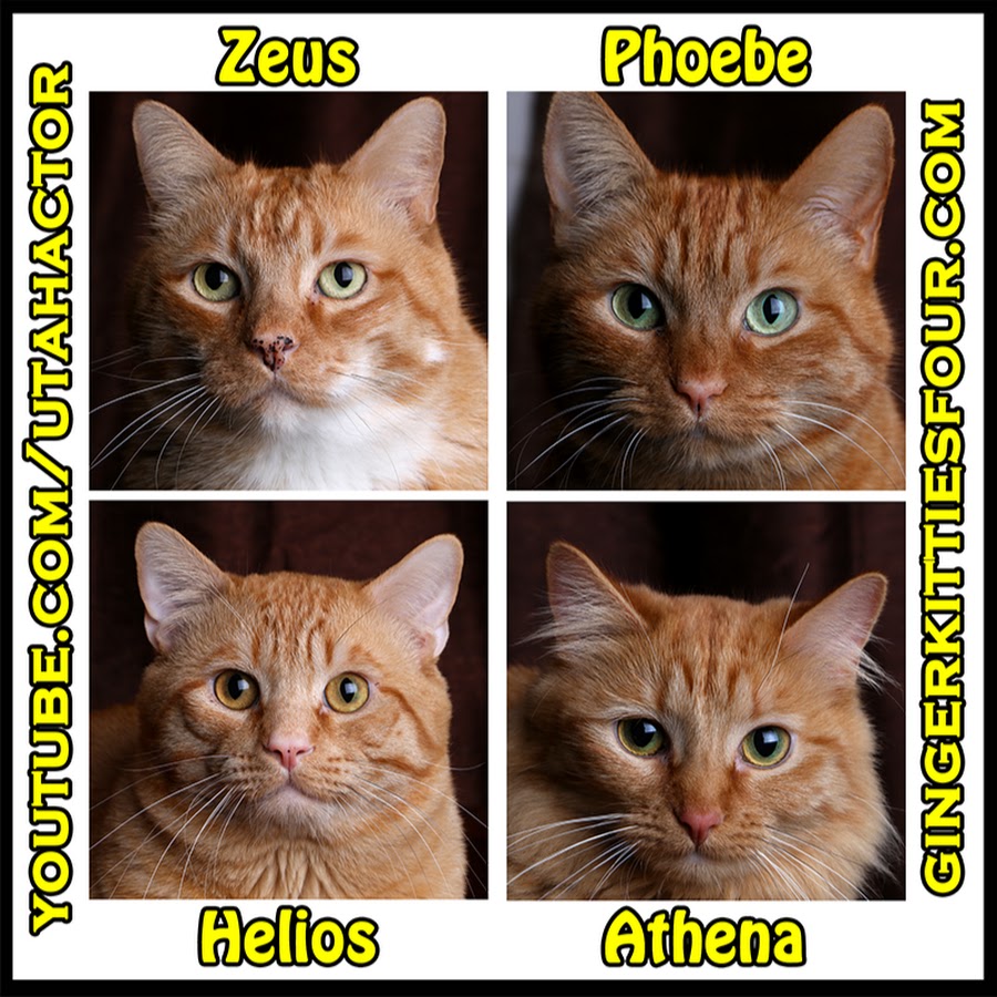 Ginger Kitties Four - YouTube