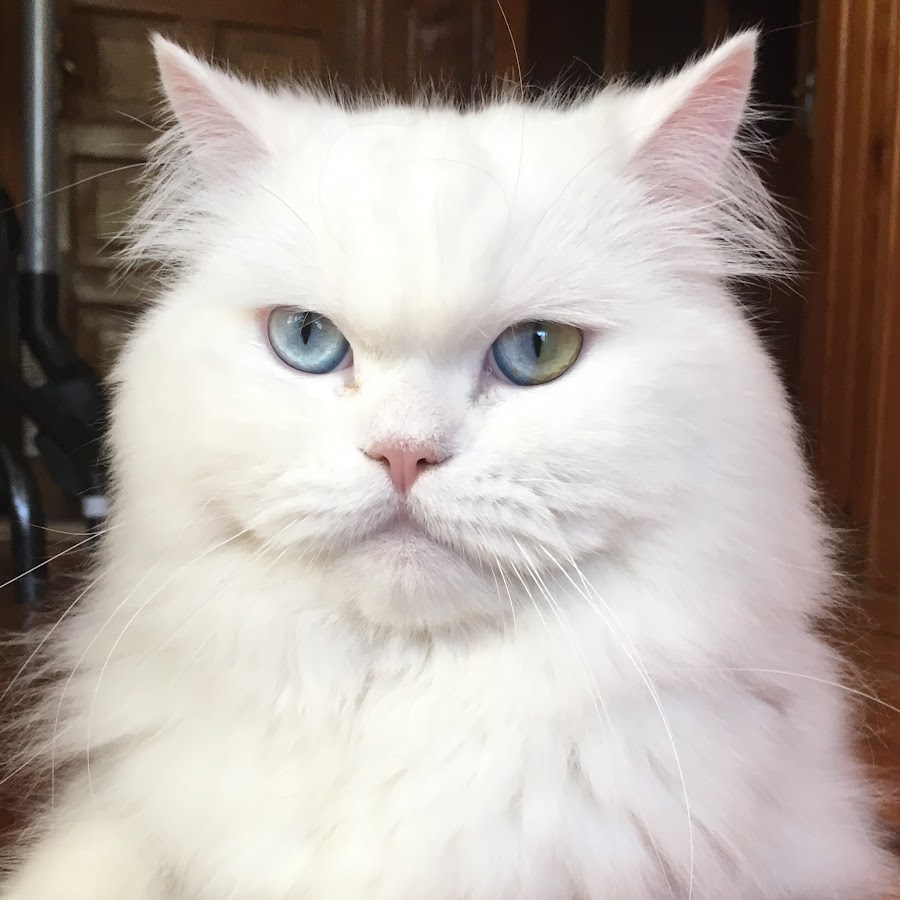 Maya Cat TV YouTube