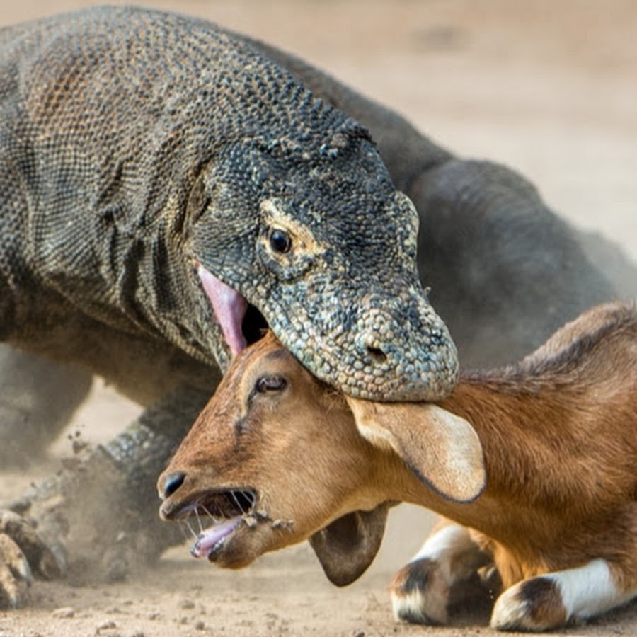 Komodo Dragon Hunt - YouTube