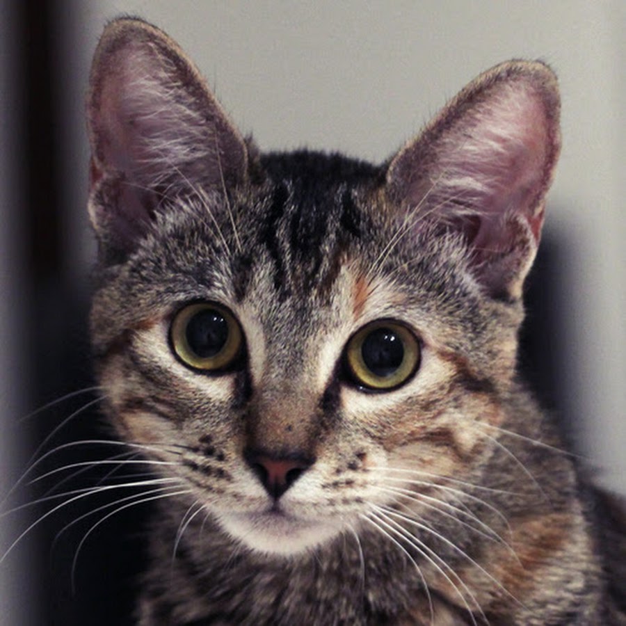 HyderKitty - YouTube