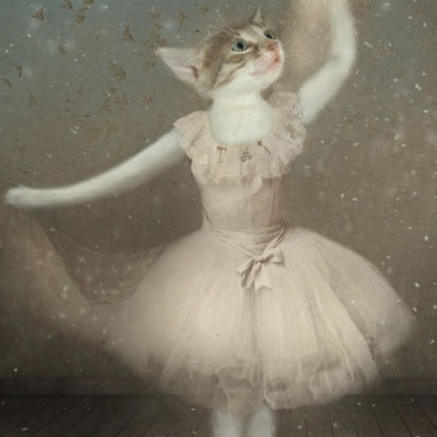 Кошка балерина. Гламурная кошка. Смешные кошки. Танцующая девочка кот. Котик танцует.