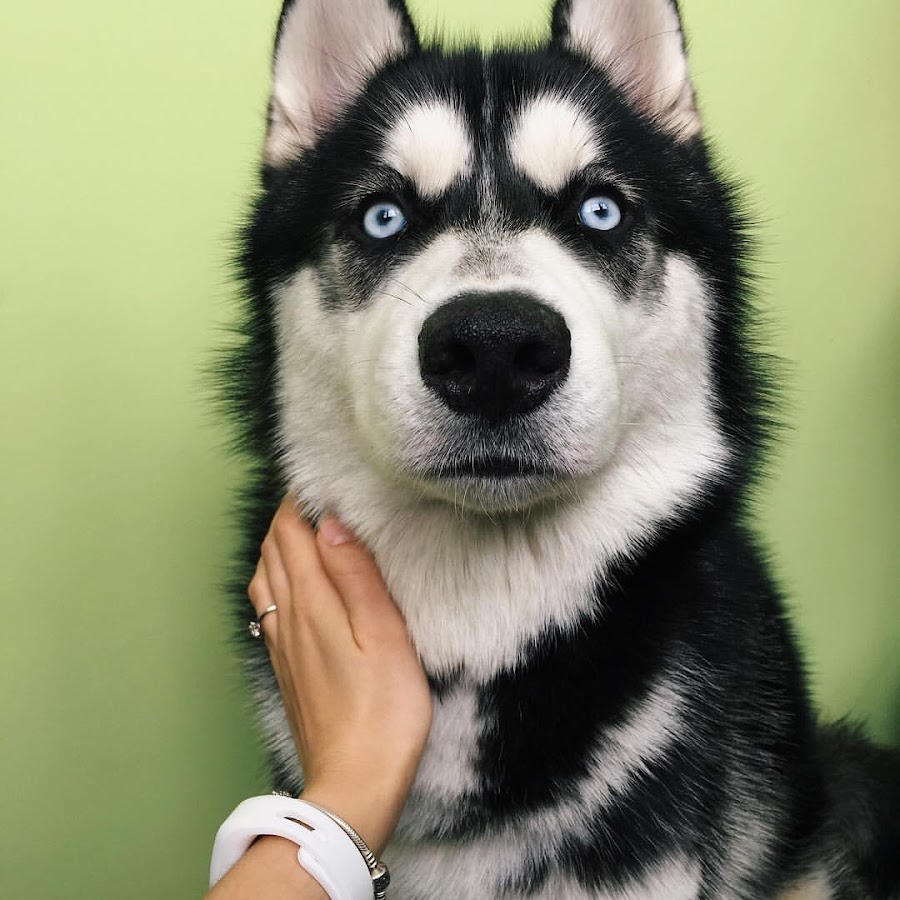 Косоглазая хаски