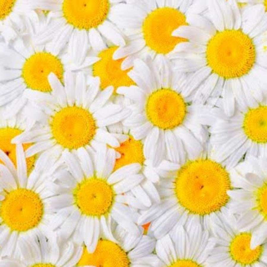 астра полевая ромашковая. ромашка тт. ромашка тт. ромашки от ромашки. нивяник желтый.