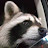 CRAZY CHIMP91 avatar
