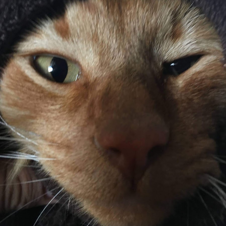Cat Lover 