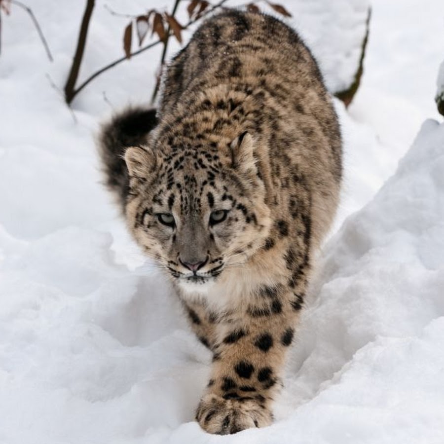 Wild foot. Симулятор снежного леопарда. Ирбис. Симулятор снежного леопарда окрасы. Симулятор снежного леопарда окрас тёмного рыцаря на весь рост.
