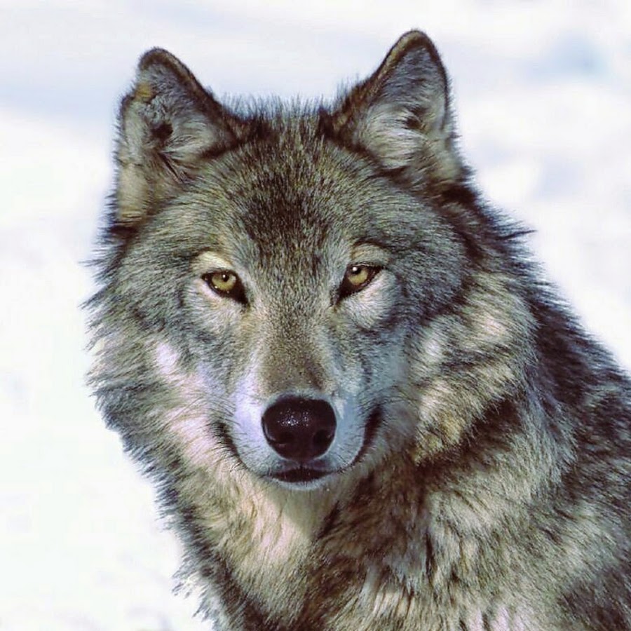 AATXAJw42FfdIV3Lly37_4DoIroTWHjKvEFynIlvWw=s900-c-k-c0xffffffff-no-rj-mo