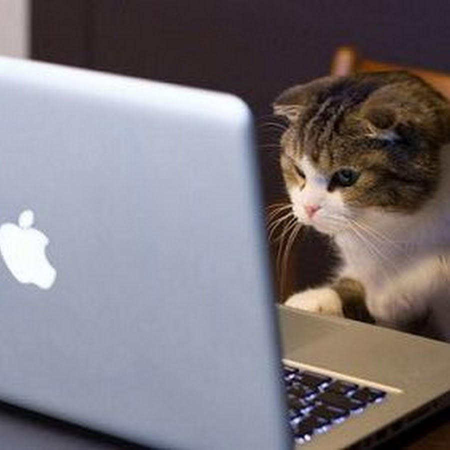 A cat with a Computer YouTube