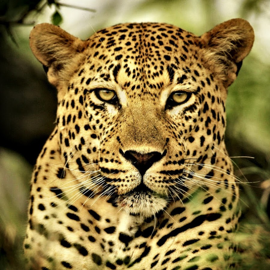 The Wild Animal Channel YouTube