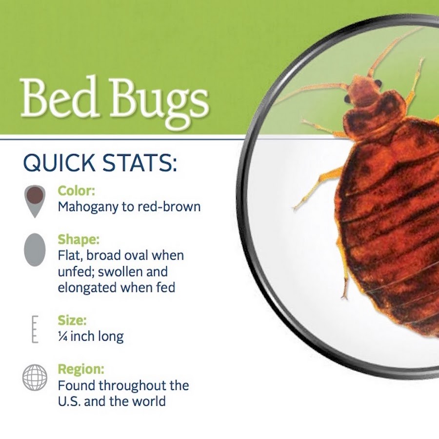 Bed Bug Bites Treatment - YouTube
