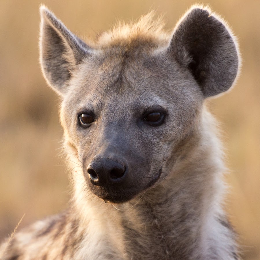 Hyenas etcetera - YouTube