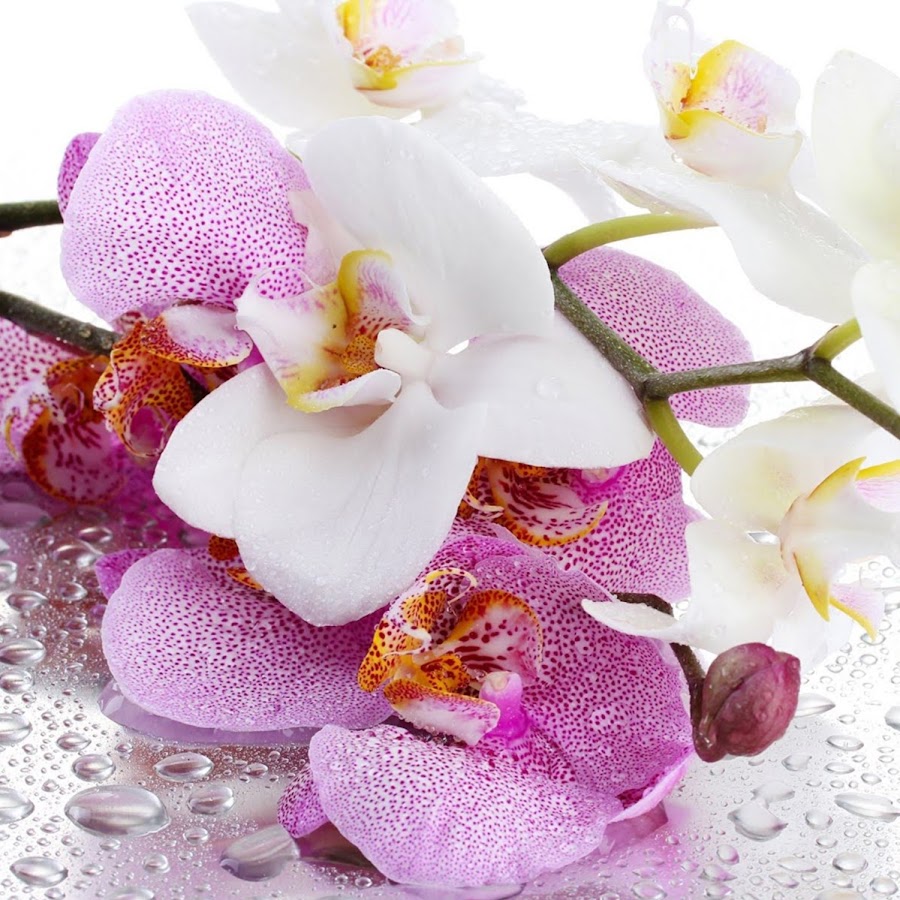 Фартук из МДФ С фотопечатью Орхидея