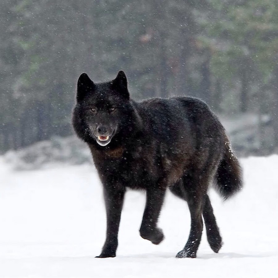 Канадский черный Бизоний волк