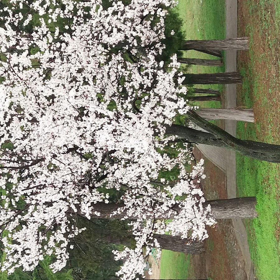 Best channel - YouTube