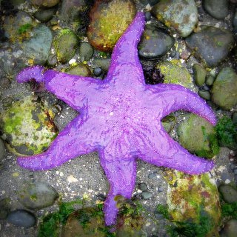 Фиолетовая морская звезда. Розово фиолетовые морские звезды. Морская звезда черно-фиолетовая. Оранжевая фиолетовая морская звезда.