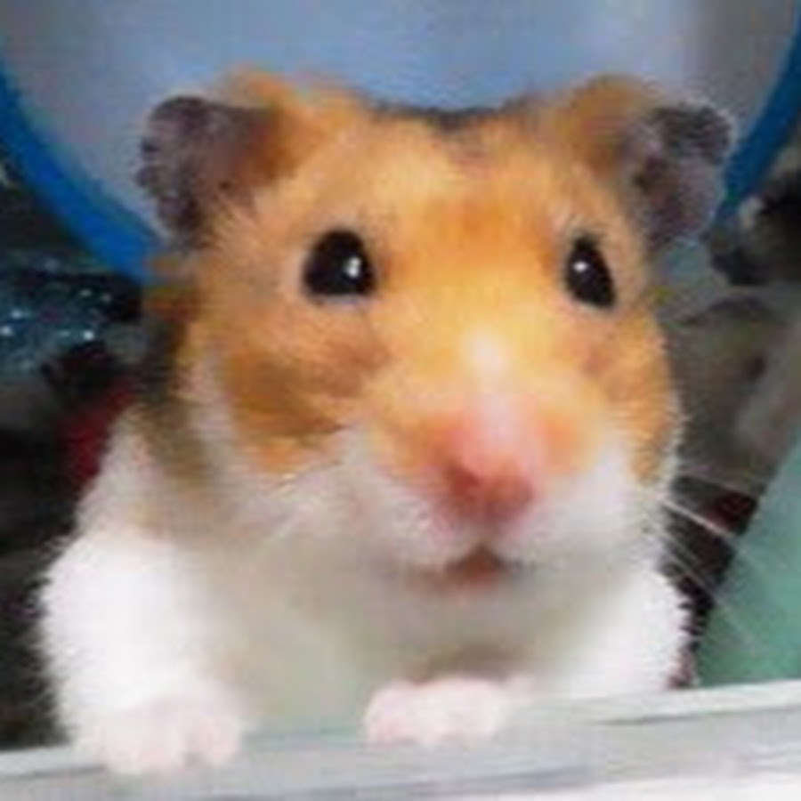 癒し かわいい動物たち Youtube