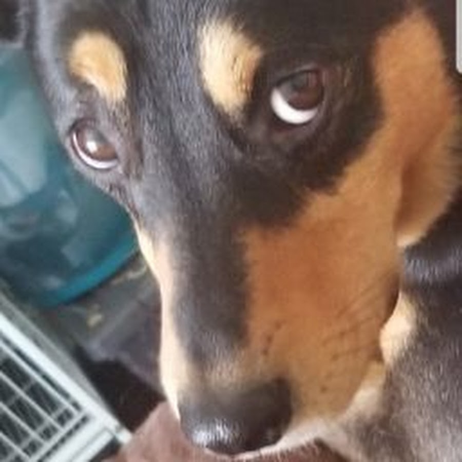 AnimeLover 4life - YouTube