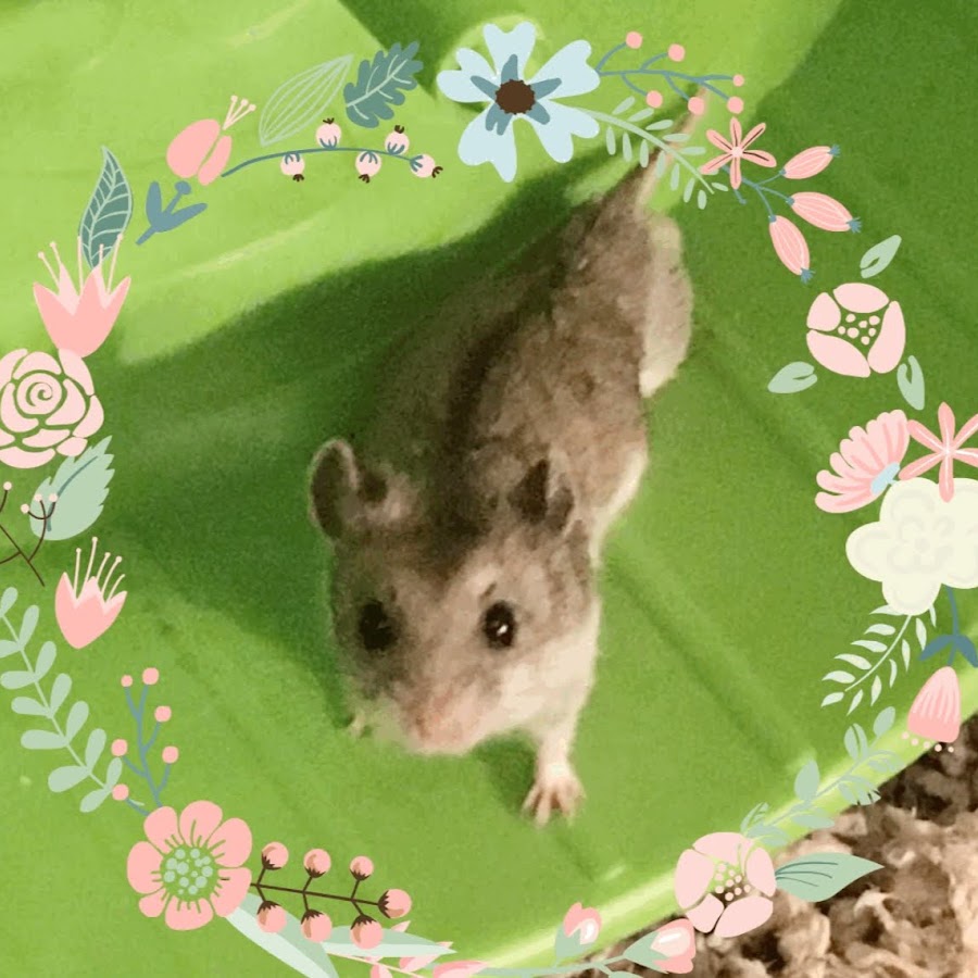 Mylie’s Small Pet Channel! - YouTube