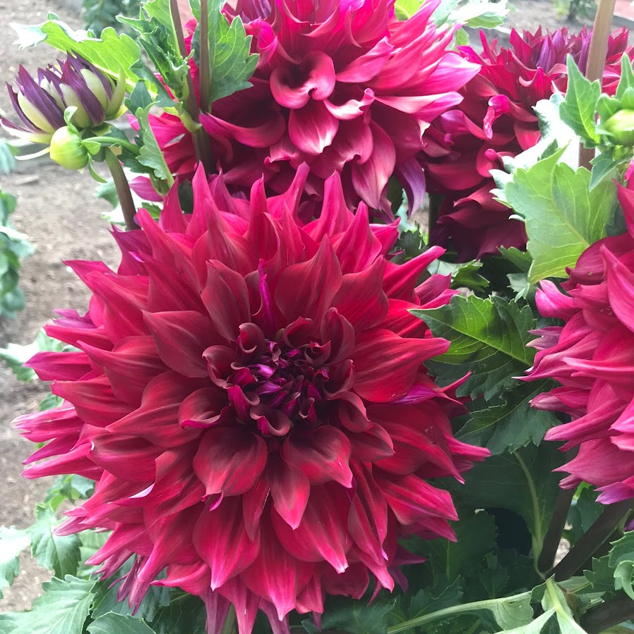 Lourdes Garcia YouTube