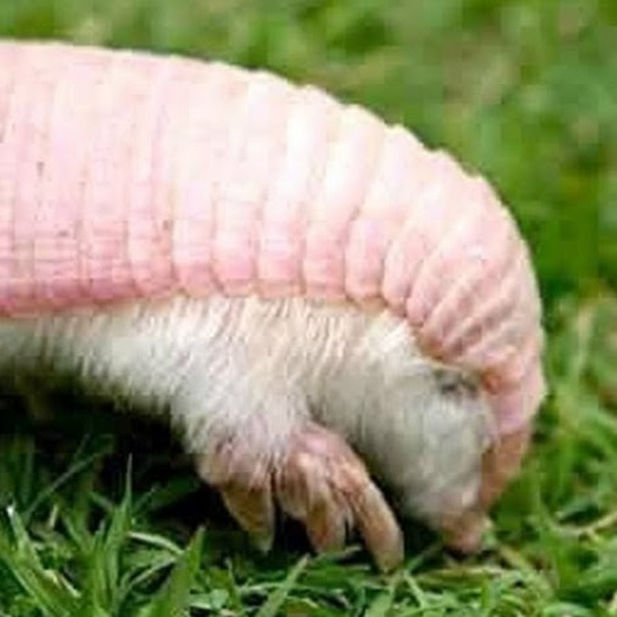 Pink Fairy Armadillo - YouTube