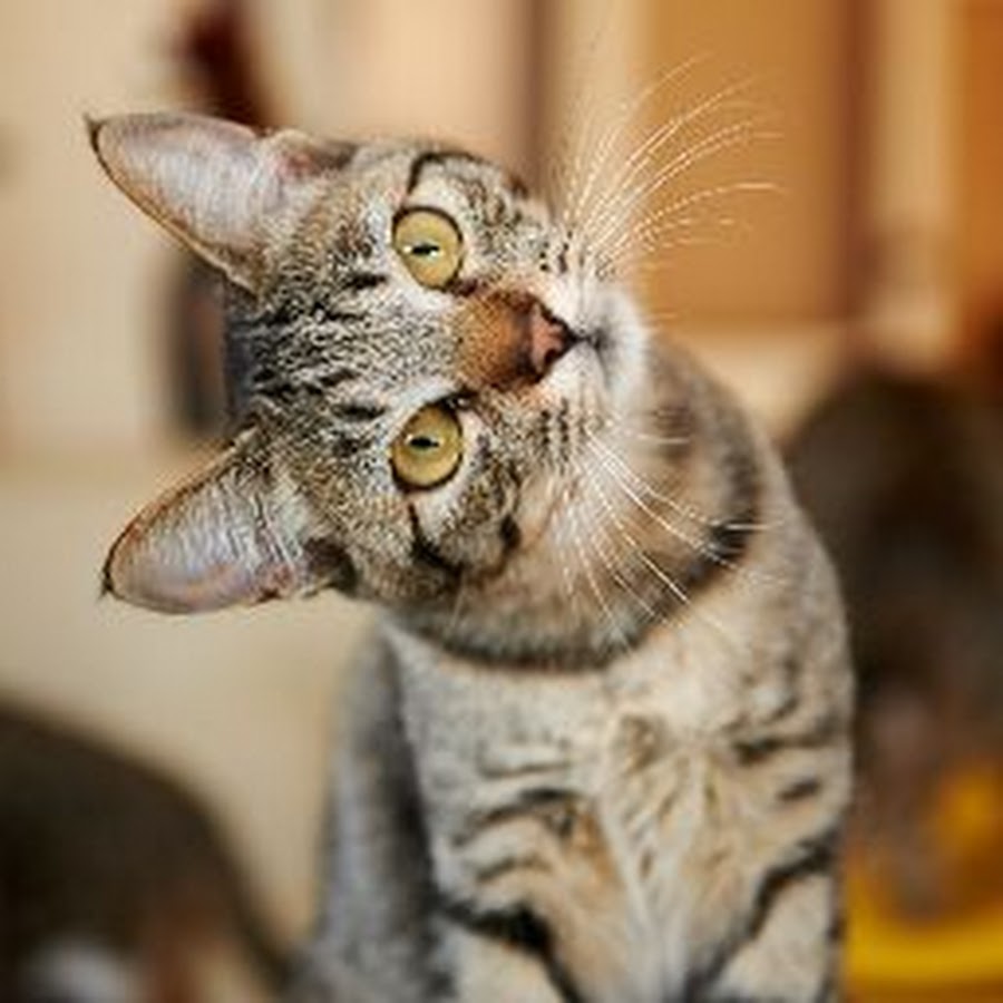 Заигрывающий кот